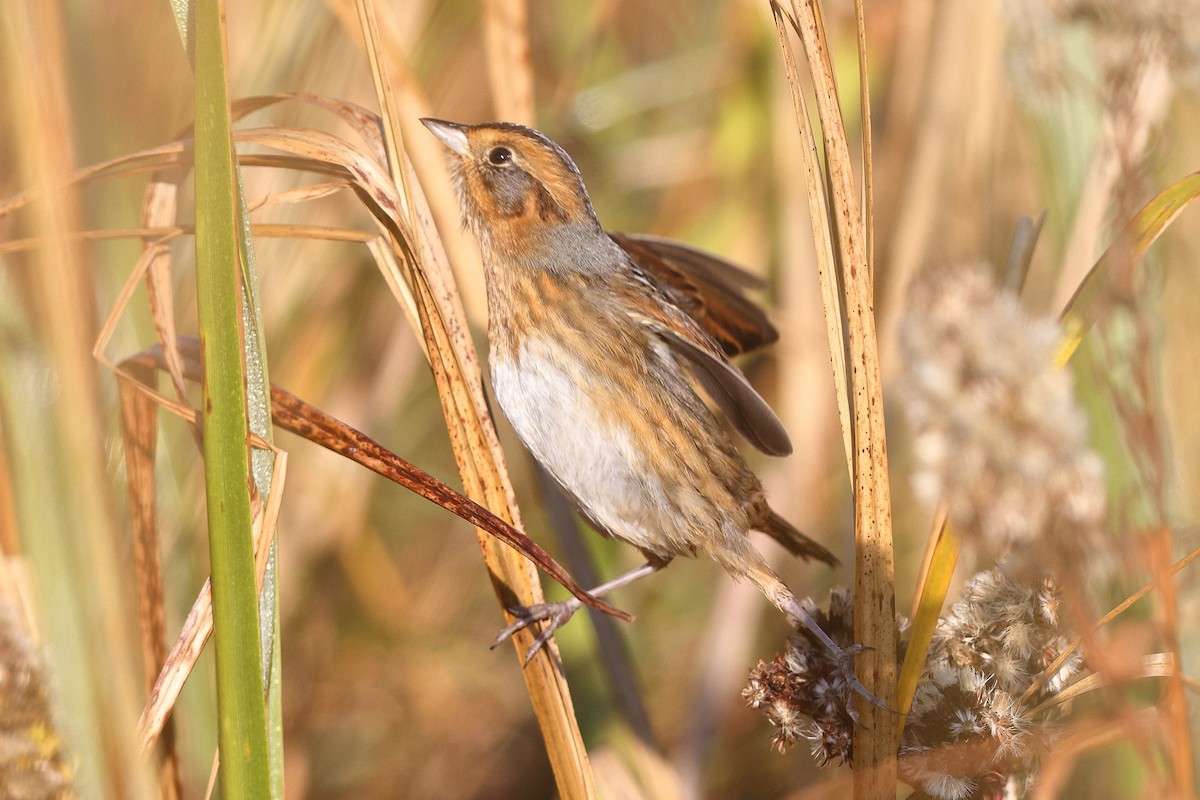 Nelson's Sparrow (Interior) - ML643816092