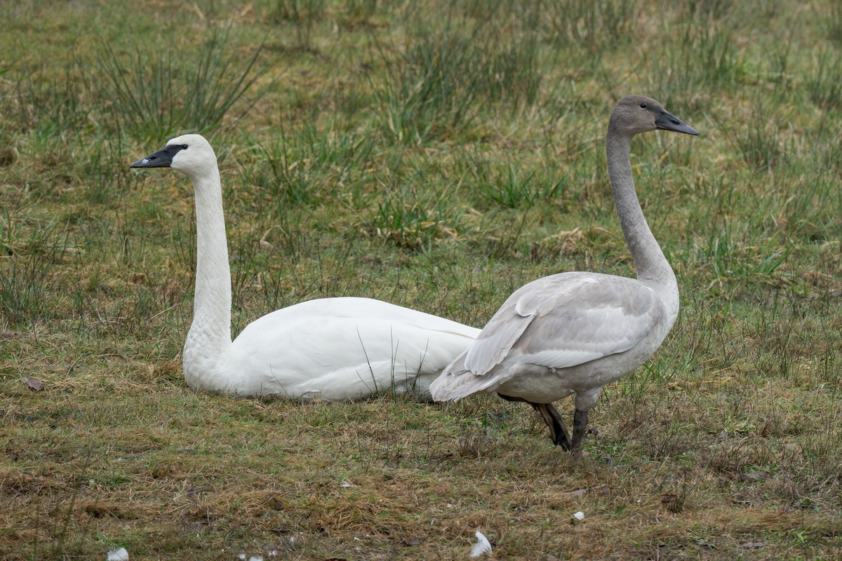 Trumpeter Swan - ML643816105
