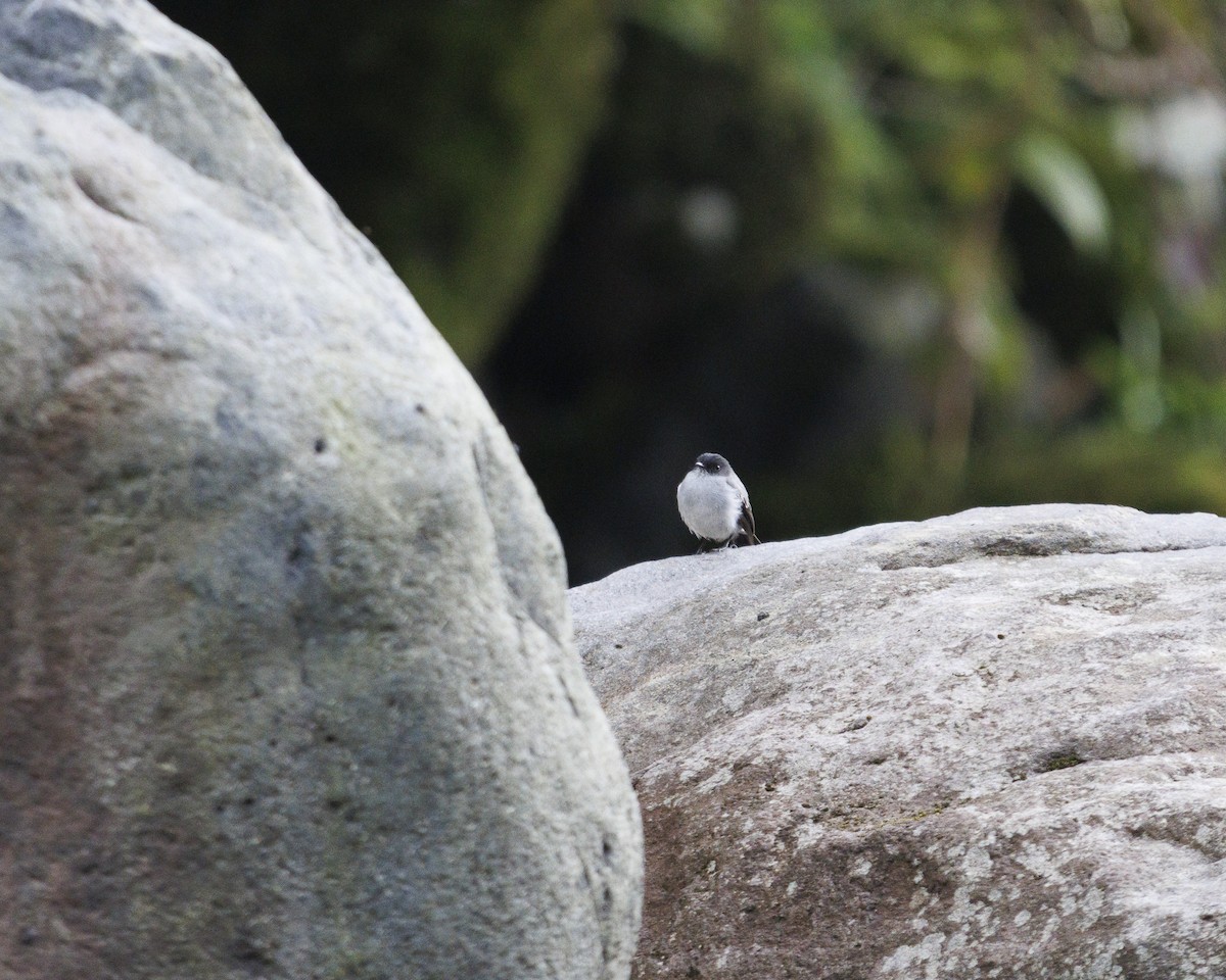 Torrent Tyrannulet - ML643816107