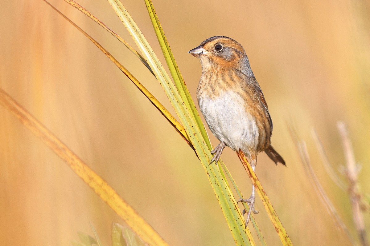 Nelson's Sparrow (Interior) - ML643816109