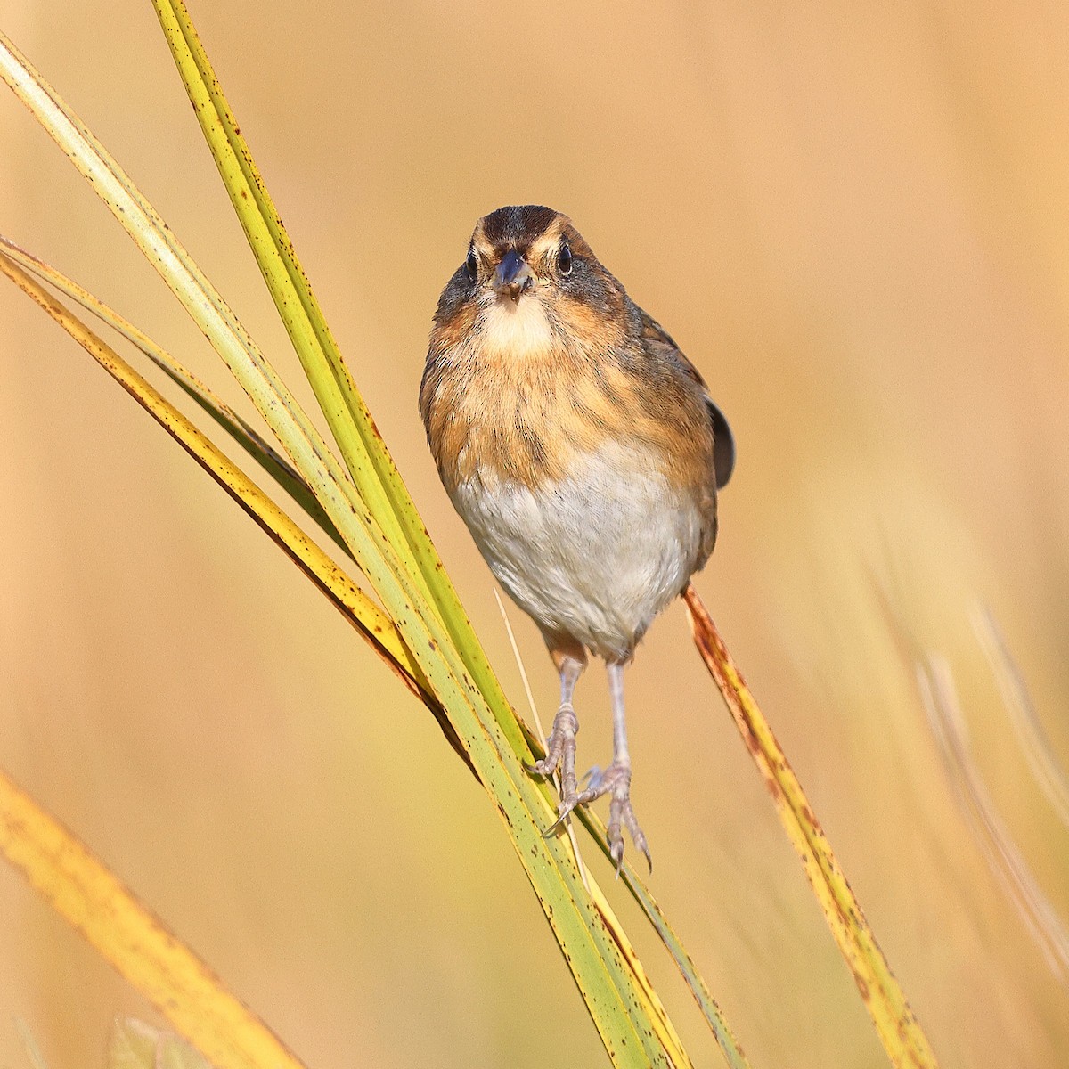 Nelson's Sparrow (Interior) - ML643816110