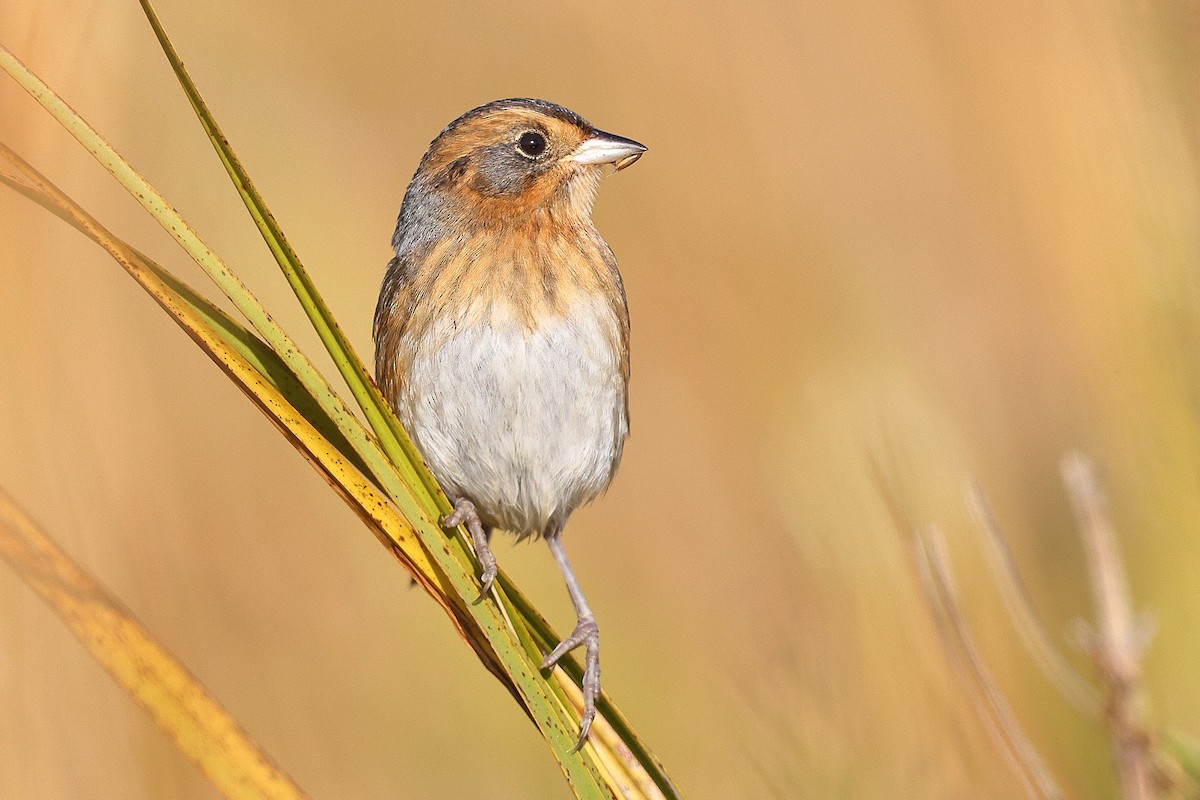 Nelson's Sparrow (Interior) - ML643816113
