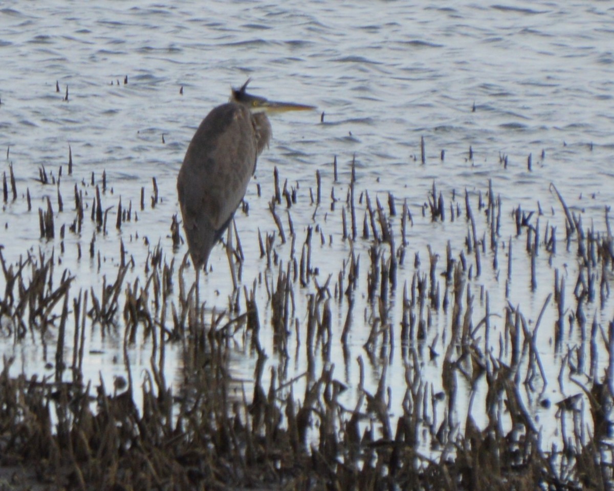 Great Blue Heron - ML643816117