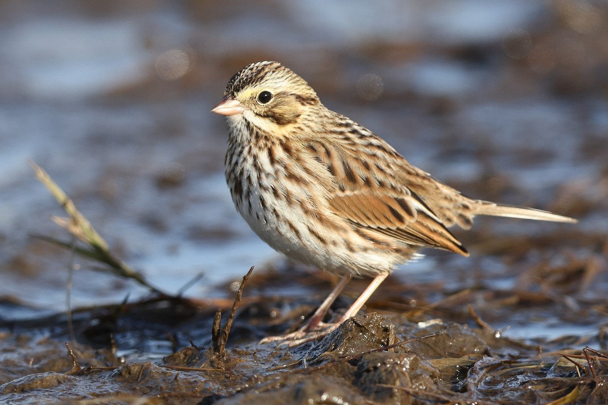 Savannah Sparrow (Savannah) - ML643816118