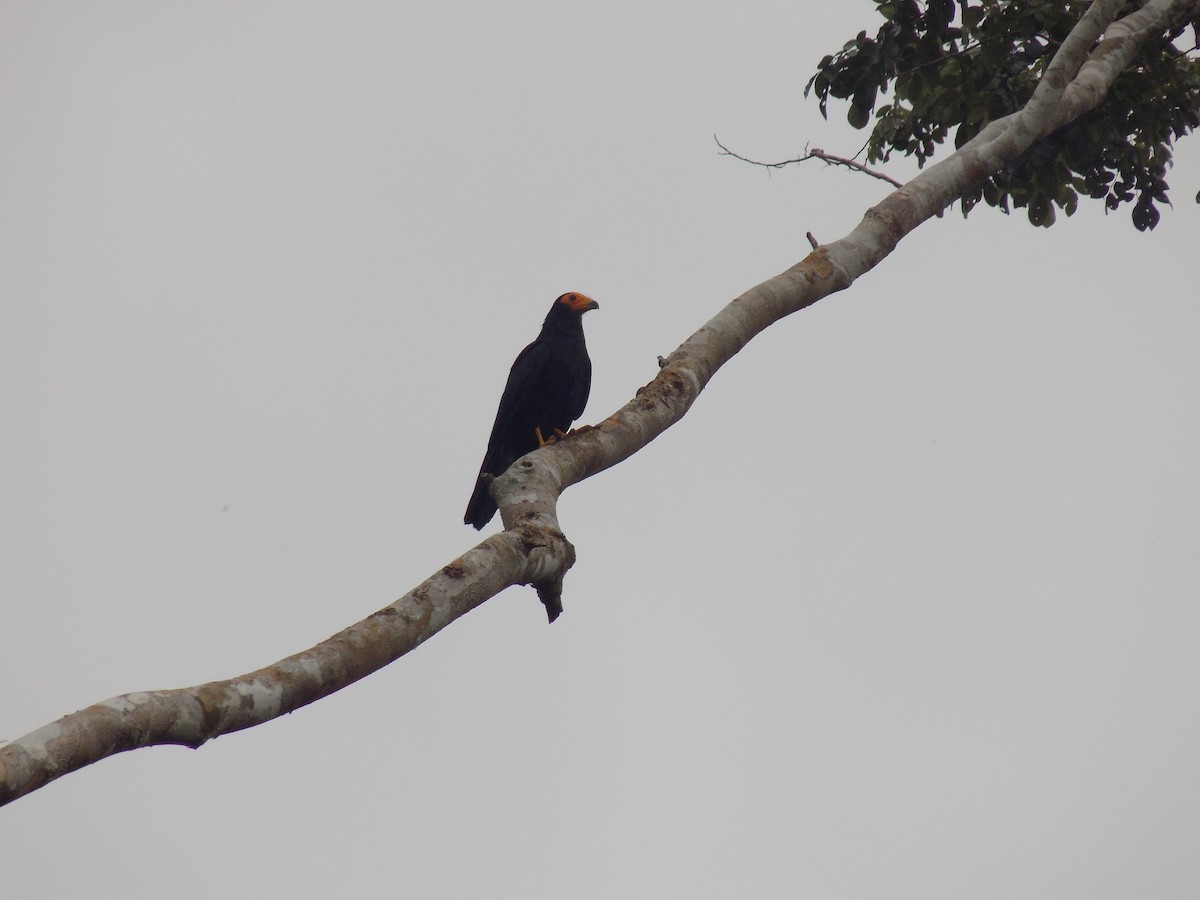 Black Caracara - ML643816127