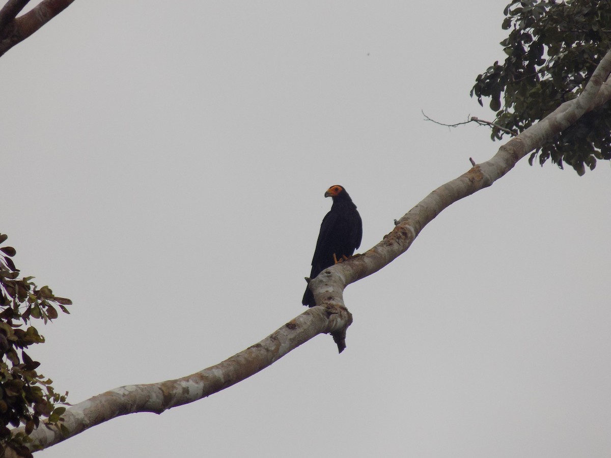 Black Caracara - ML643816128