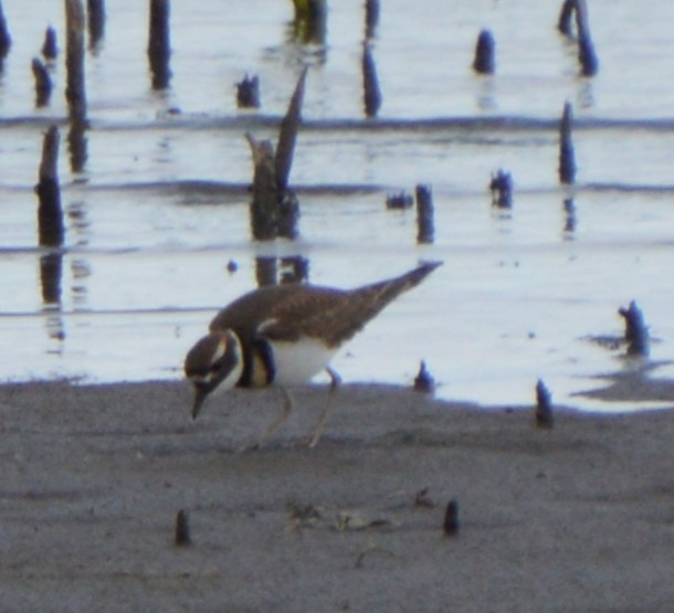 Killdeer - ML643816135