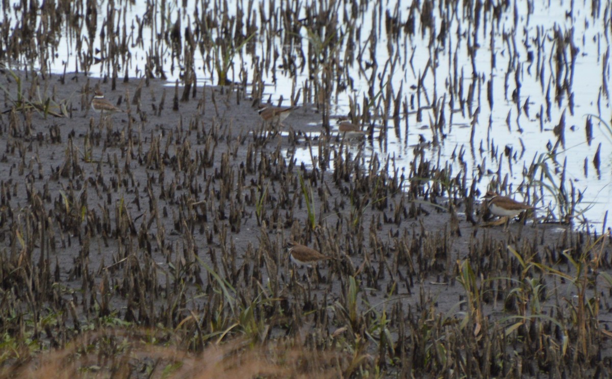 Killdeer - ML643816136