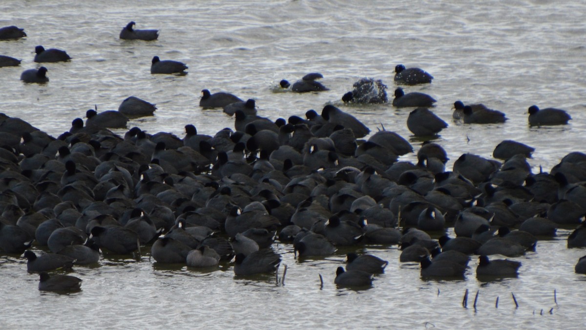 American Coot - ML643816147
