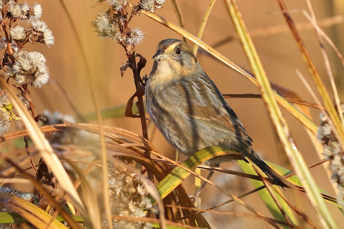 Nelson's Sparrow (Atlantic Coast) - ML643816149
