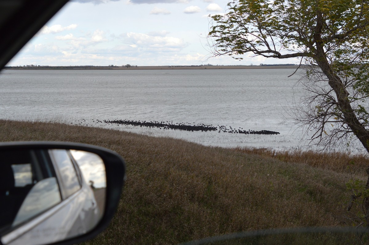 American Coot - ML643816150