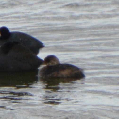 Pied-billed Grebe - ML643816170