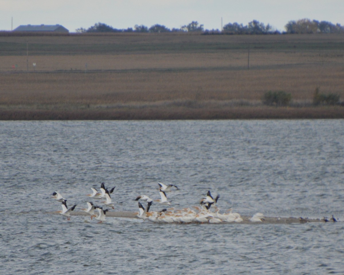 American White Pelican - ML643816178
