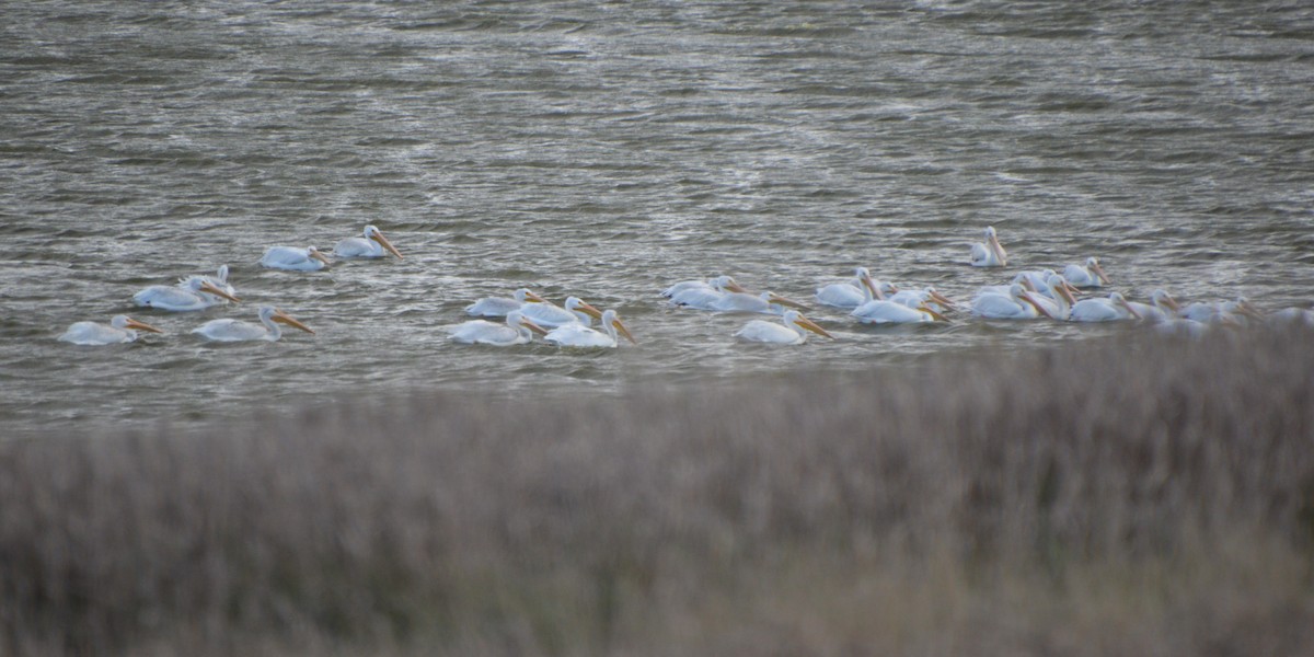 American White Pelican - ML643816184
