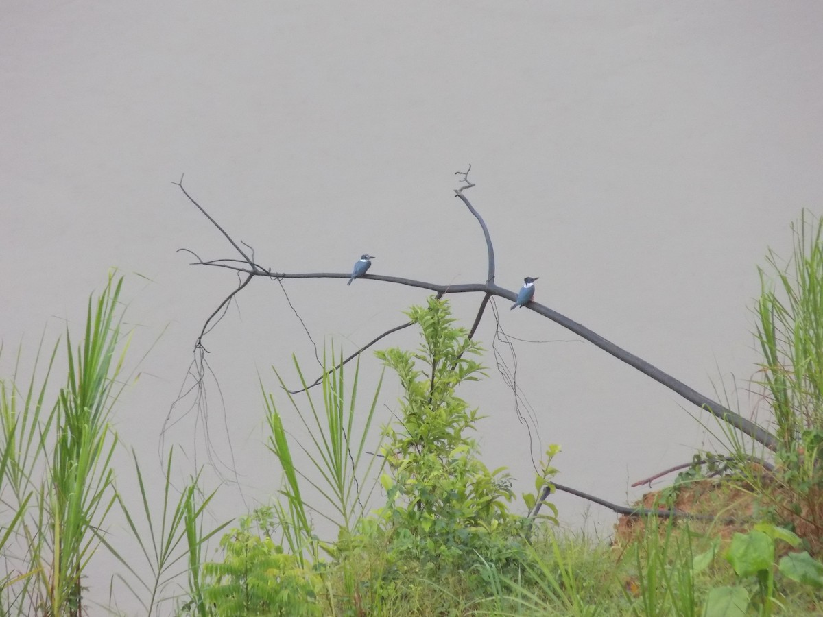 Ringed Kingfisher - ML643816186