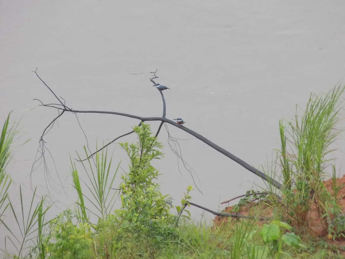 Ringed Kingfisher - ML643816187