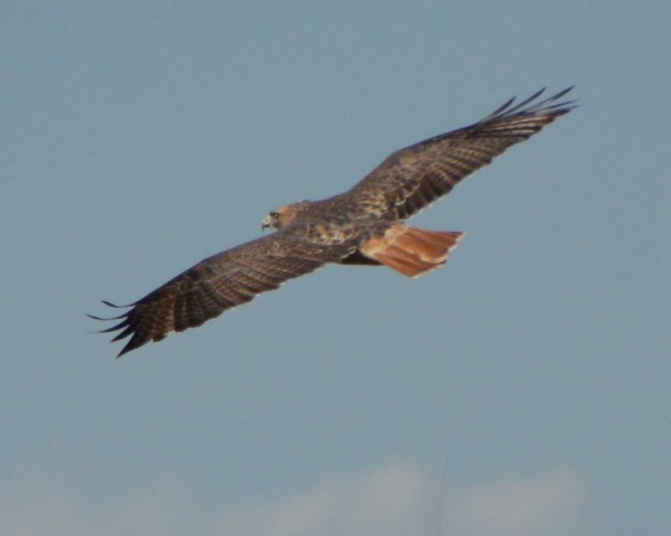 Red-tailed Hawk - ML643816198