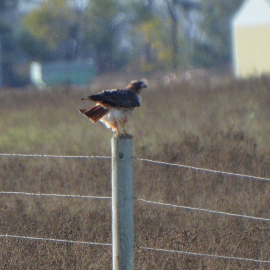 Red-tailed Hawk - ML643816199