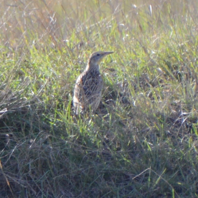 Western Meadowlark - ML643816202