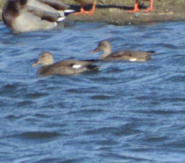 Gadwall - ML643816216