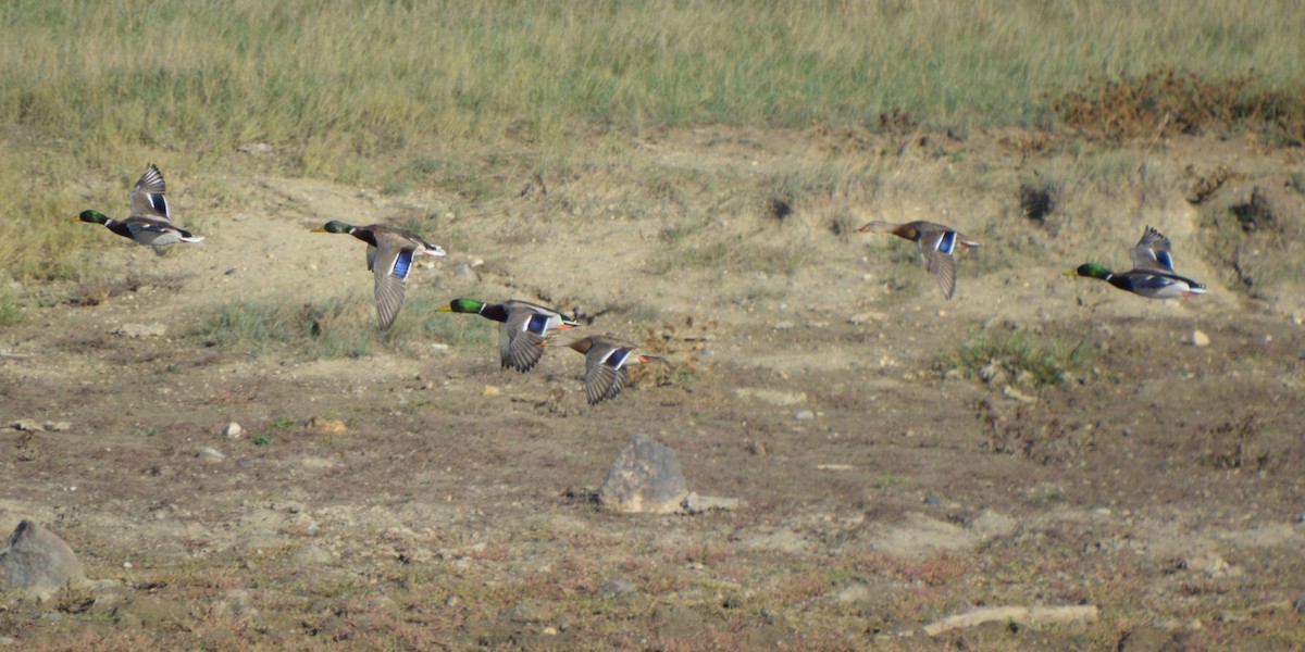 Mallard - ML643816219