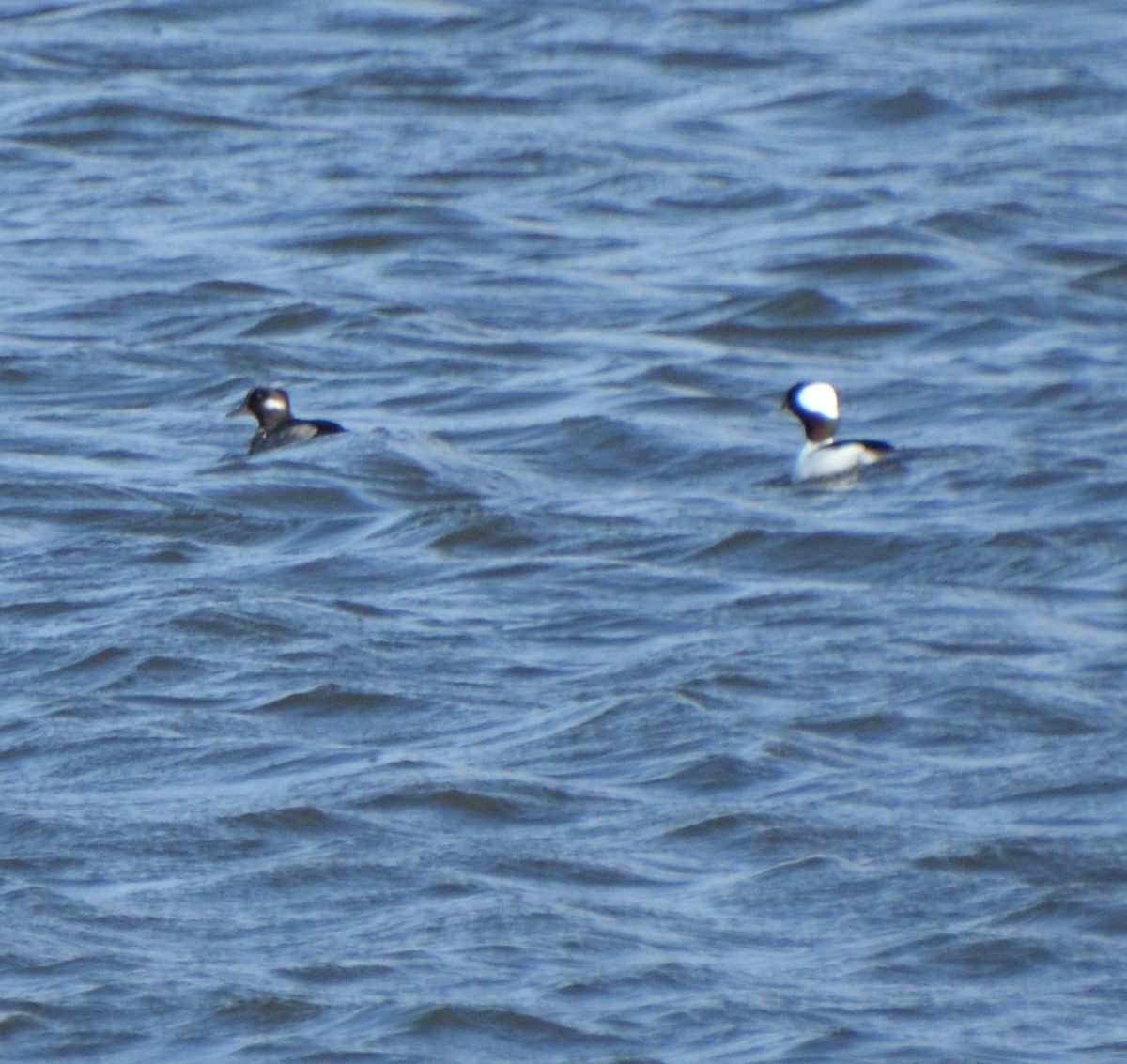 Bufflehead - ML643816223