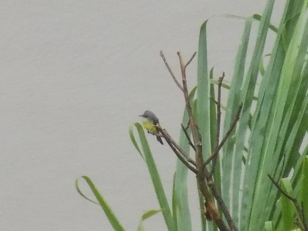 Tropical Kingbird - ML643816224