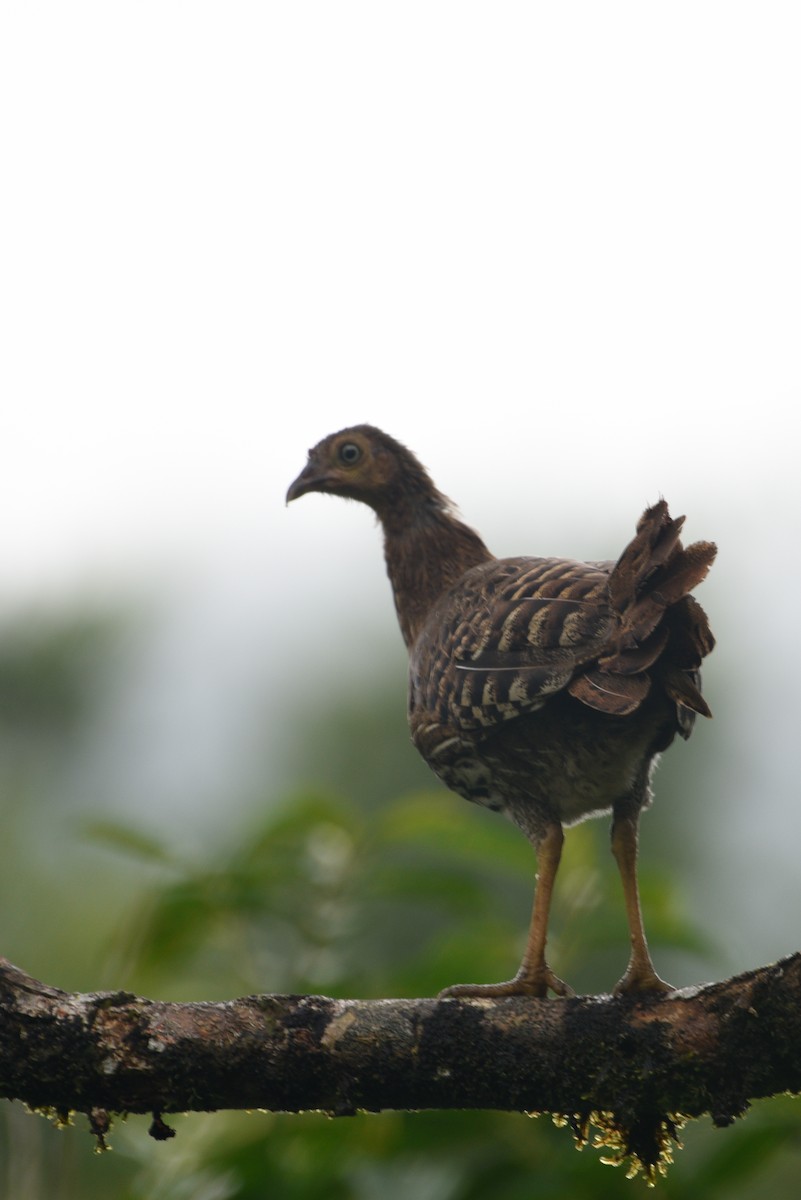 Sri Lanka Junglefowl - ML643816260