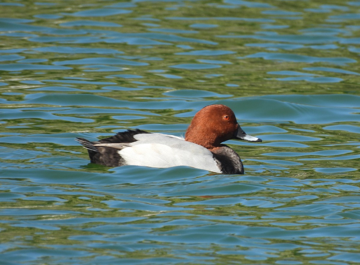 Common Pochard - ML643816261
