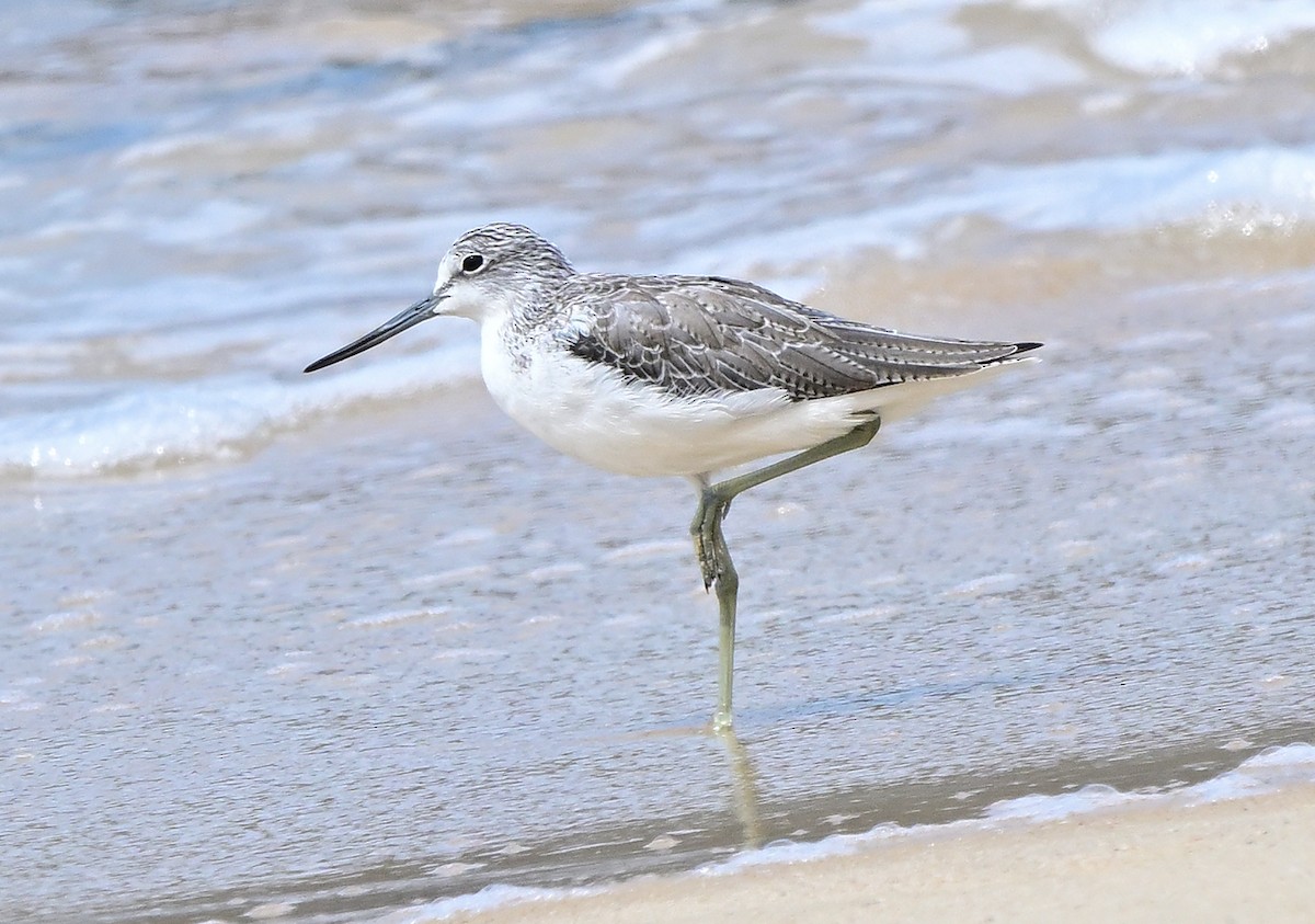 Common Greenshank - ML643816262