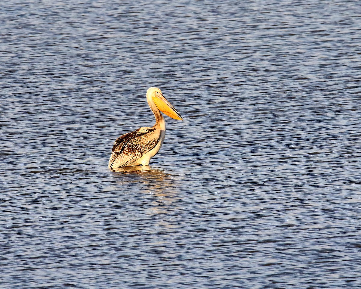 Great White Pelican - ML643816265
