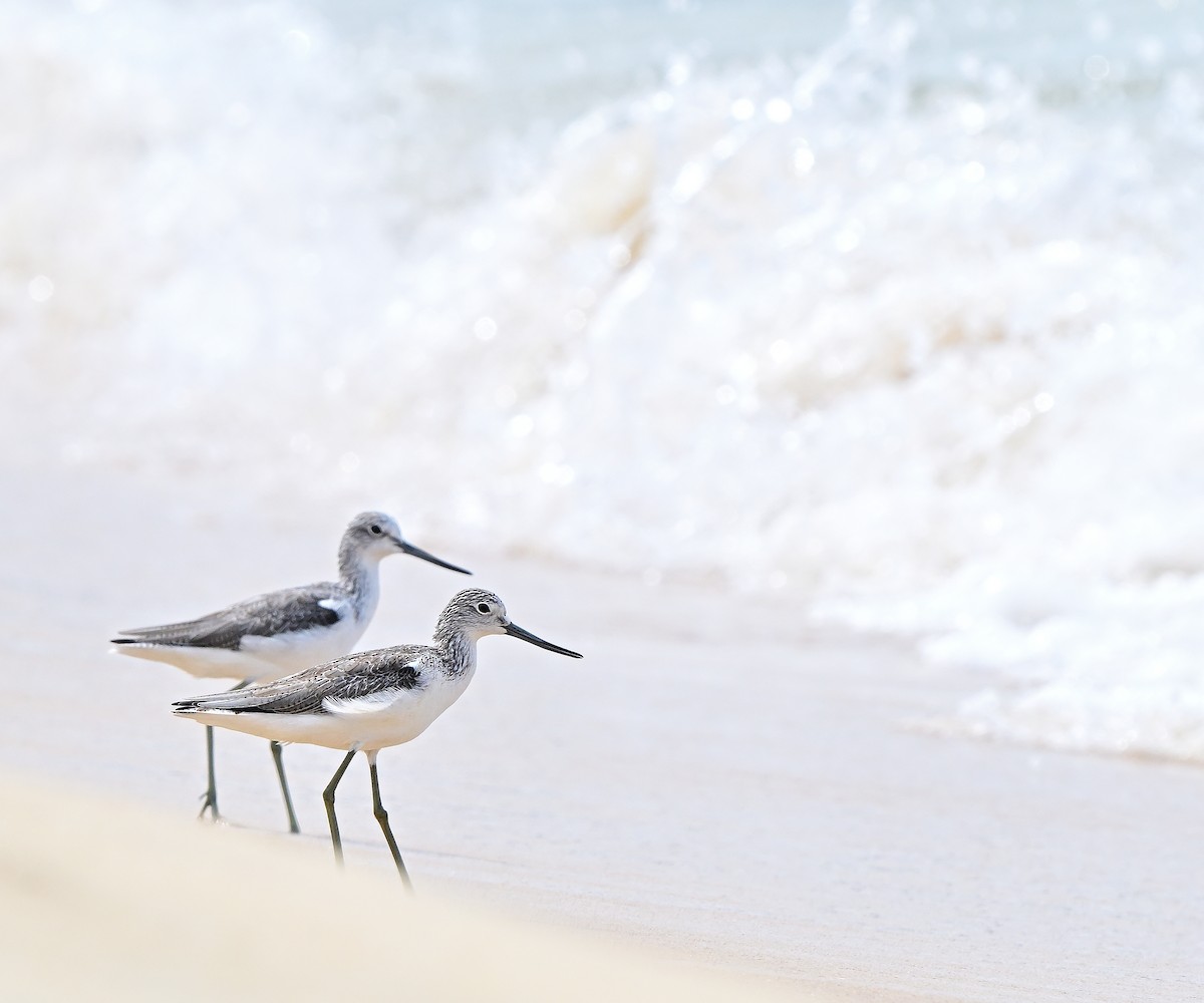 Common Greenshank - ML643816278