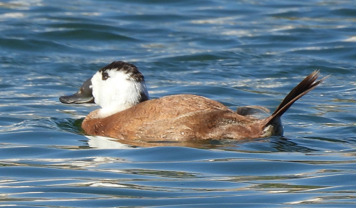 White-headed Duck - ML643816281