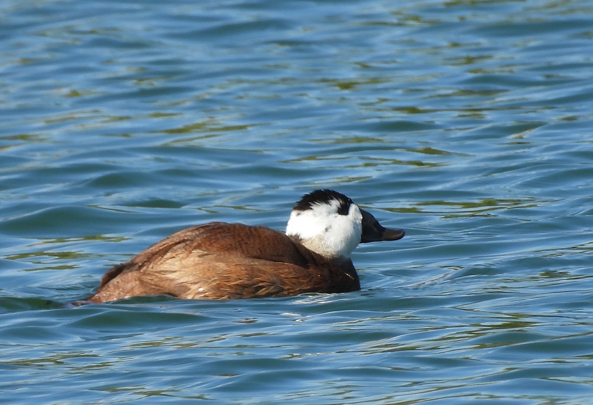 White-headed Duck - ML643816282