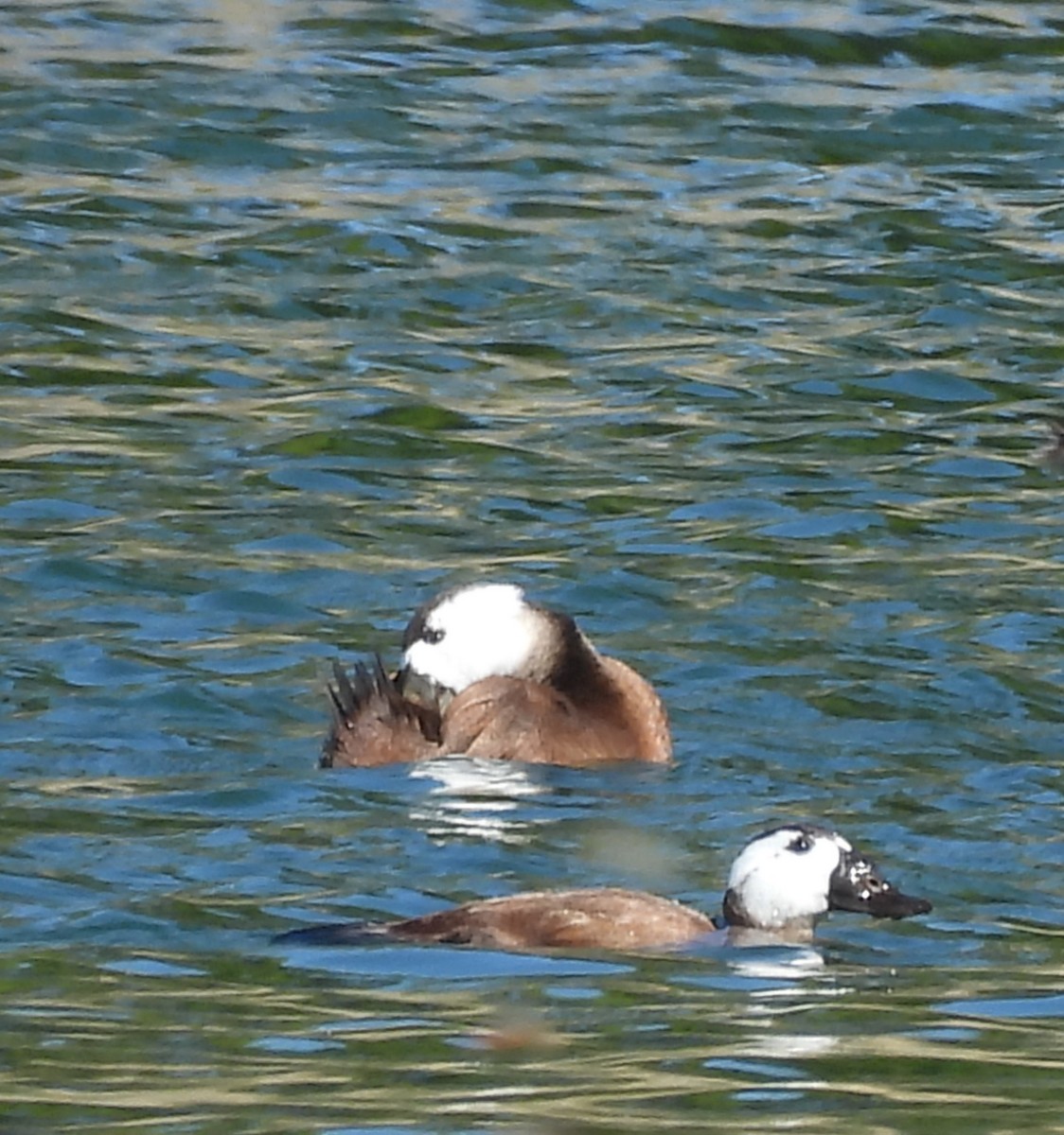 White-headed Duck - ML643816283