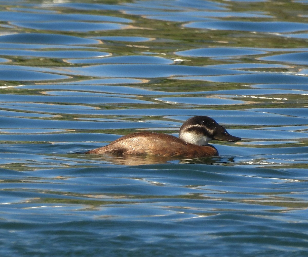 White-headed Duck - ML643816284