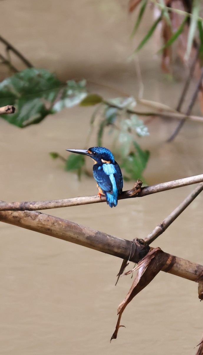 Indigo-banded Kingfisher (Southern) - ML643816285