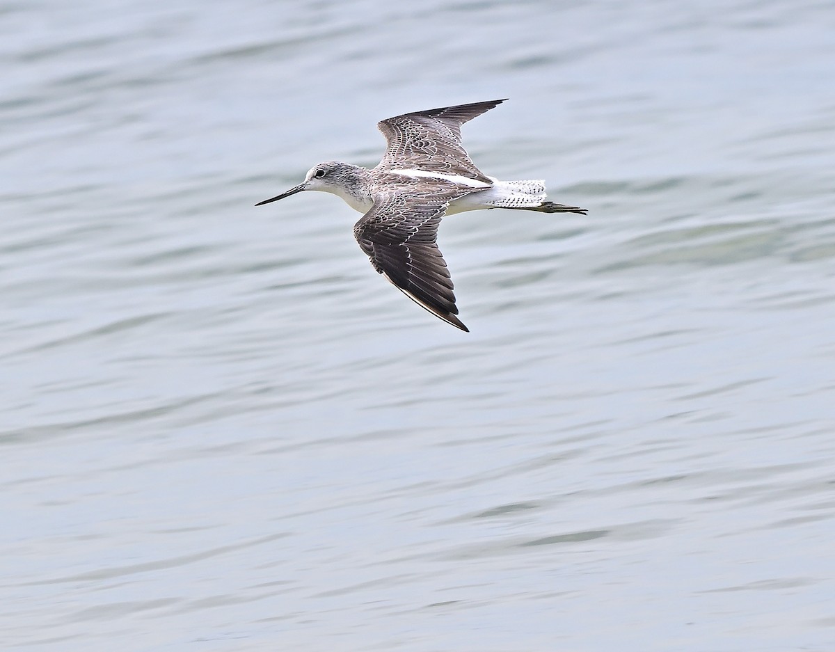 Common Greenshank - ML643816294