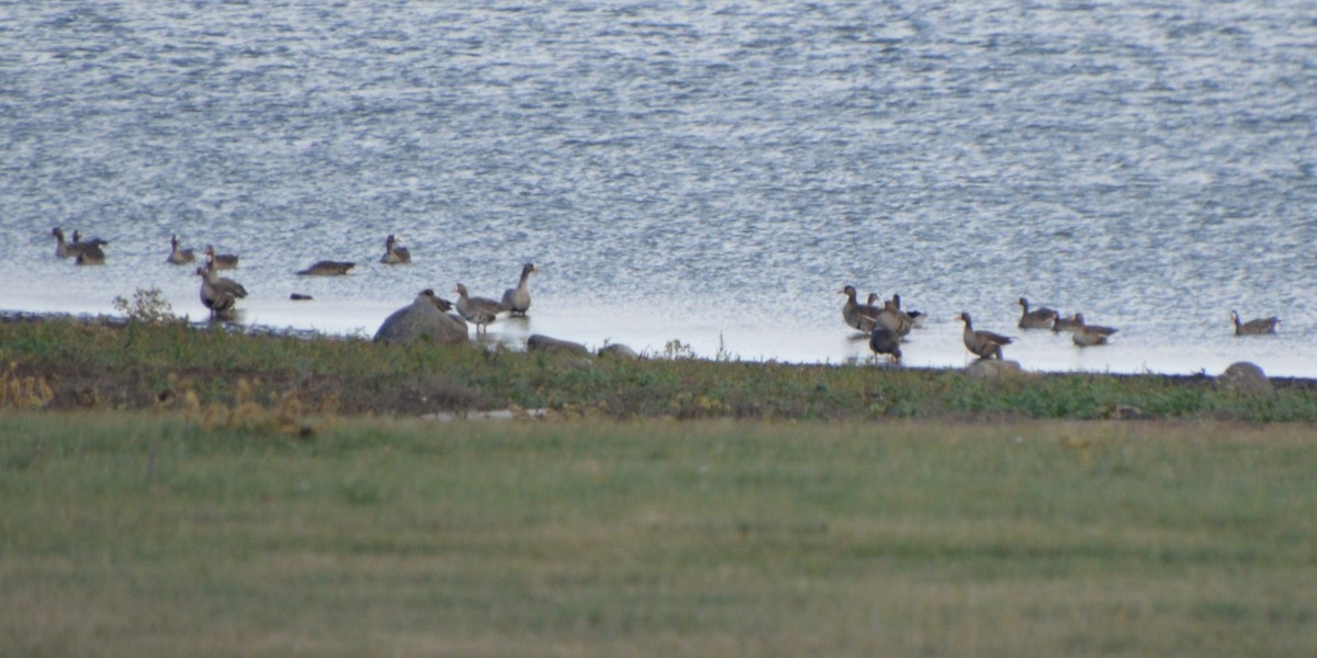 Greater White-fronted Goose - ML643816296