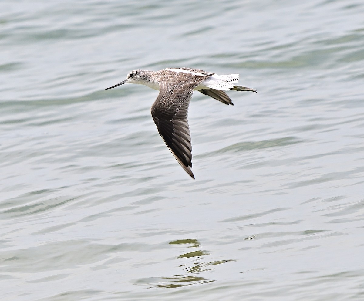 Common Greenshank - ML643816300