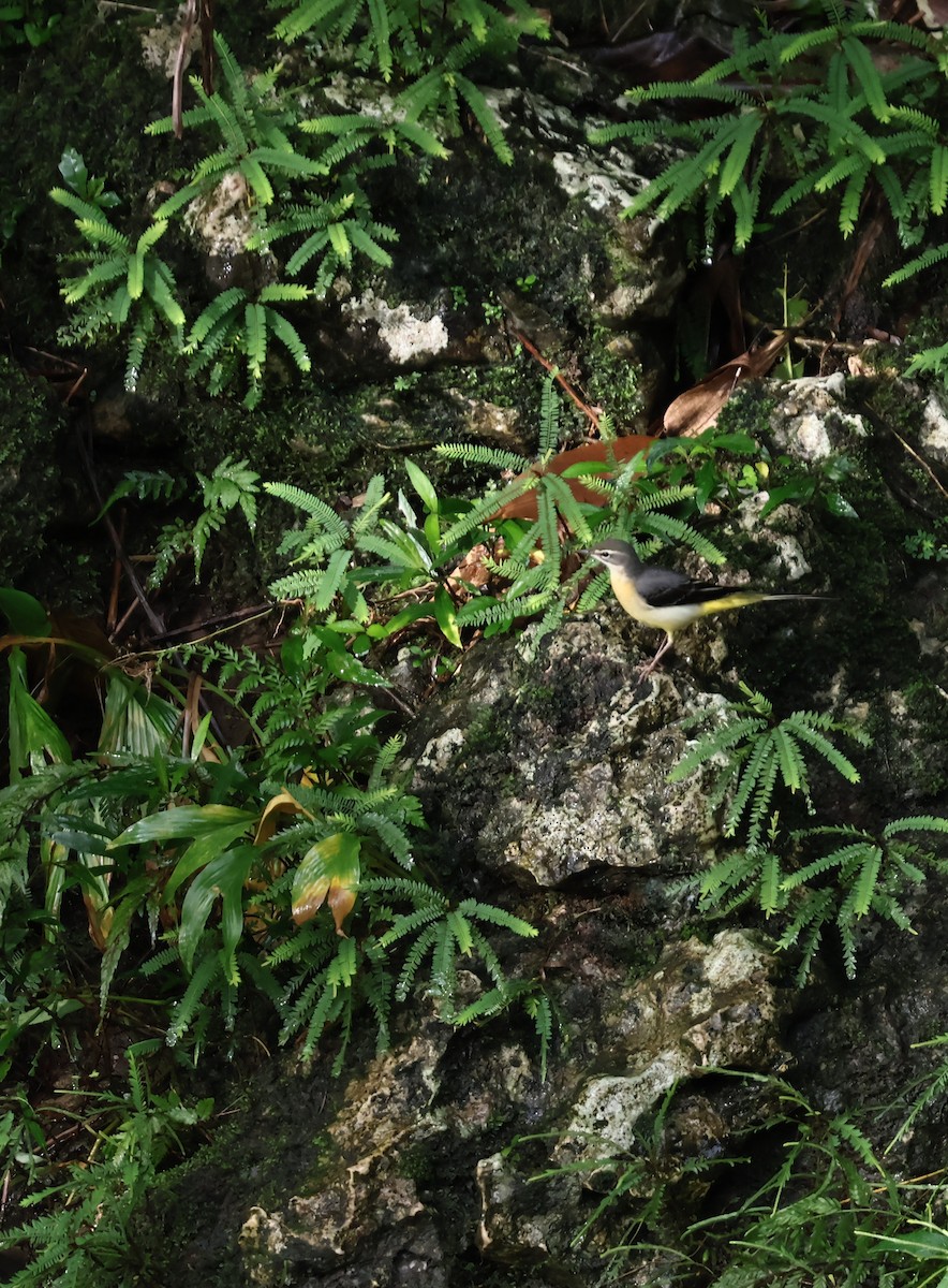 vintererle - ML643816306