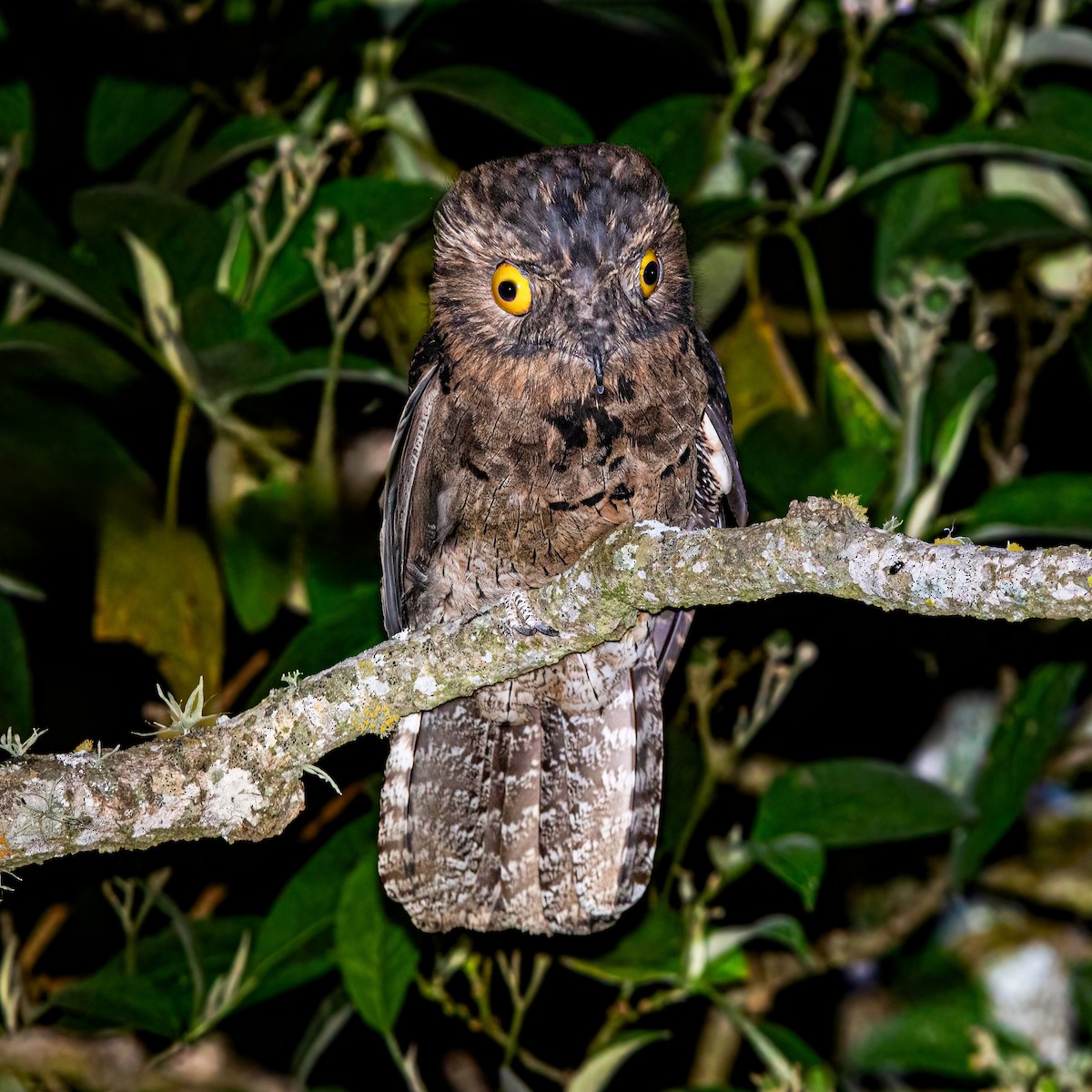 Common Potoo - ML643816319