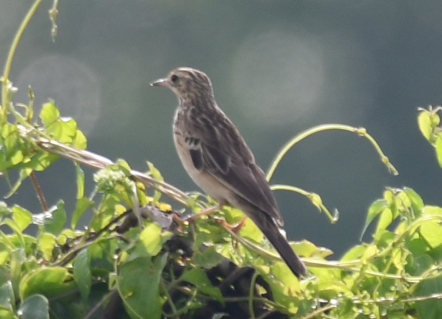 Blyth's Pipit - ML643816357