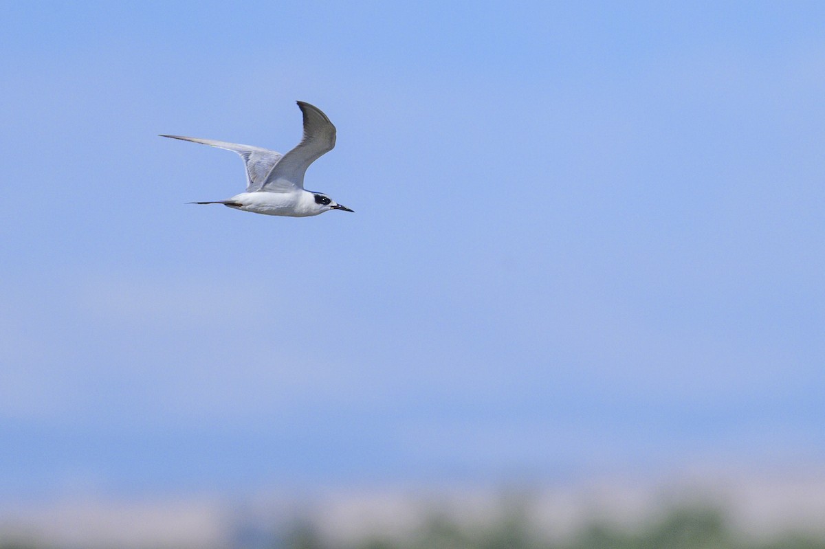 Sterne de Forster - ML643816358