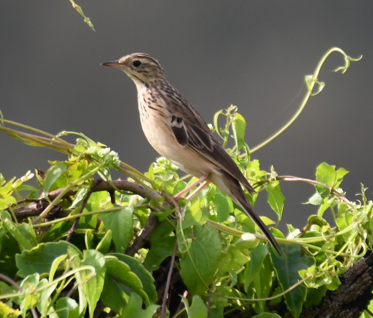 Blyth's Pipit - ML643816359