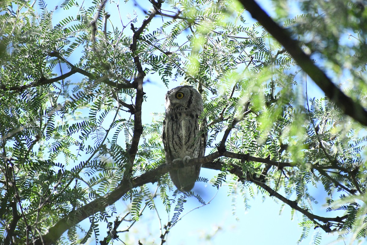 Western Screech-Owl - ML643816377