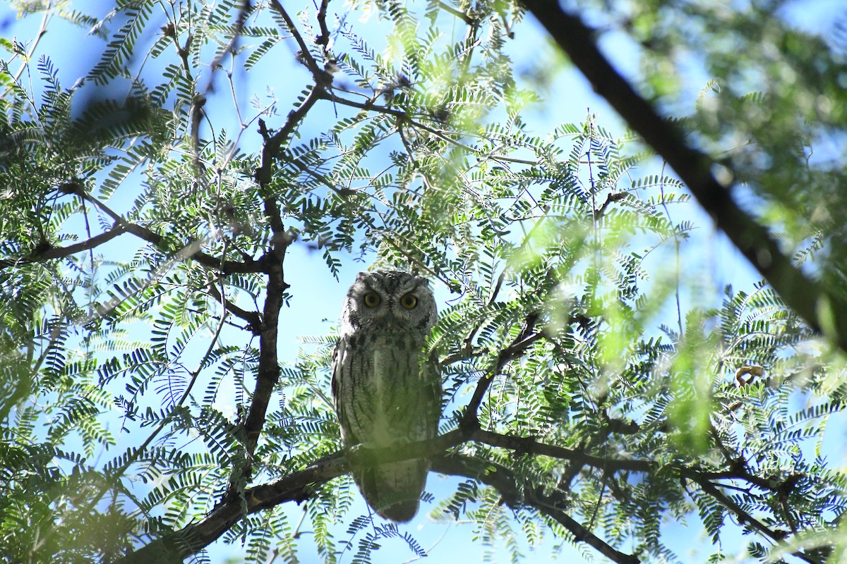 Western Screech-Owl - ML643816378