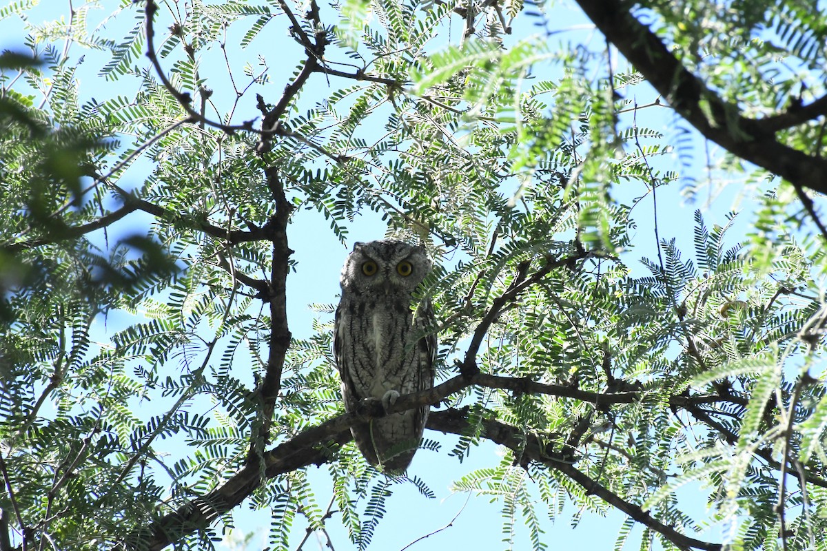 Western Screech-Owl - ML643816379