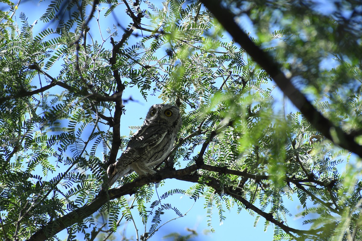 Western Screech-Owl - ML643816380