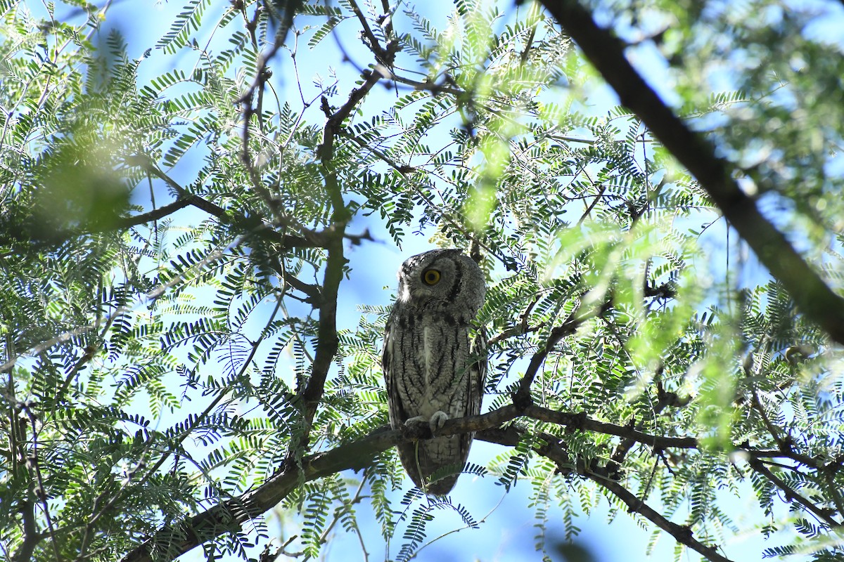 Western Screech-Owl - ML643816381